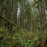 Trees and foliage grow at Rockport State Park on Wednesday, April 3, 2024 in Rockport, Washington. (Annie Barker / The Herald)