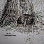 A diagram of a black bear is displayed at Rockport State Park on Wednesday, April 3, 2024 in Rockport, Washington. (Annie Barker / The Herald)