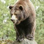 A grizzly bear at the Woodland Park Zoo waits for a salmon to be tossed to him on June 2, 2016, in Seattle. Grizzly bears once roamed the rugged landscape of the North Cascades in Washington state, but few have been sighted in recent decades. (Ted S. Warren / Associated Press File)