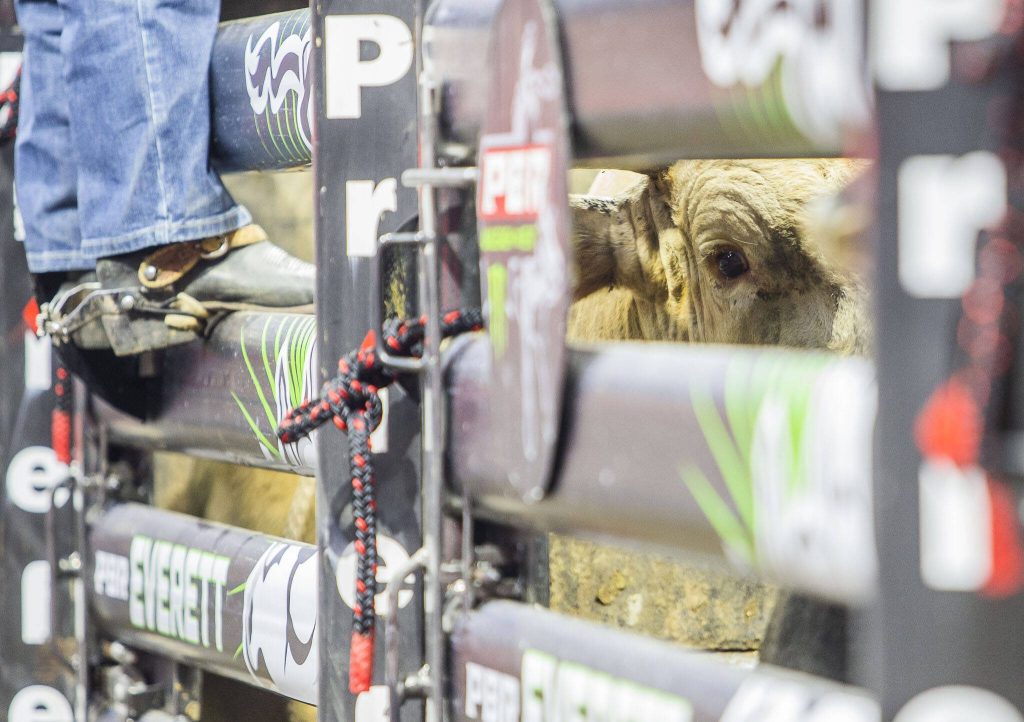 A bull peers out of the chutes during PBR Everett at Angel of the Winds Arena on Wednesday, April 17, 2024 in Everett, Washington. (Olivia Vanni / The Herald)