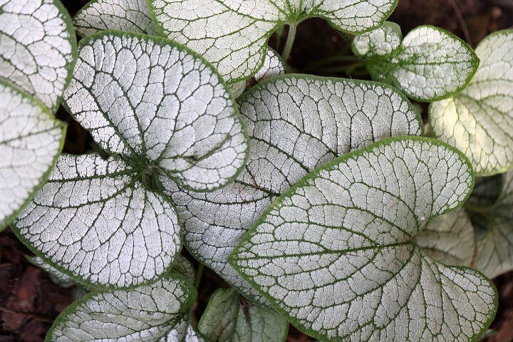 This Siberian bugloss sports heart-shaped, frosty-colored leaves. (Getty Images)