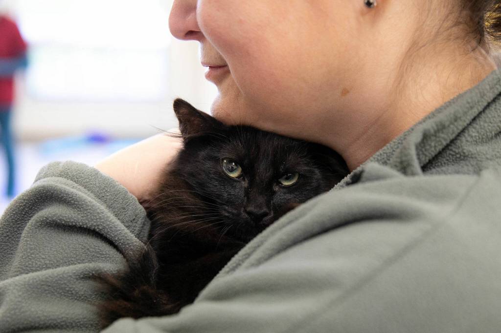 Kristie Rollins holds a black cat during Kitten Yoga at the Everett Animal Shelter on Saturday, April 13, 2024, in Everett, Washington. (Ryan Berry / The Herald)
