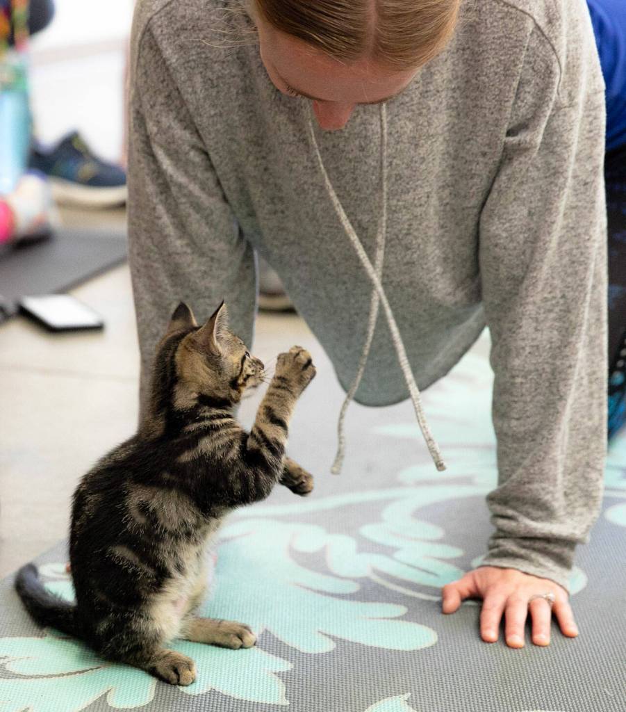 A kitten decides to play with the drawstrings on Sarah Knudsens shirt during Kitten Yoga at the Everett Animal Shelter on Saturday, April 13, 2024, in Everett, Washington. (Ryan Berry / The Herald)
