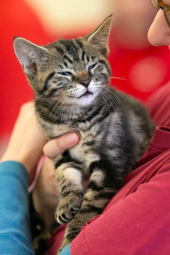 A kitten gets a little sleepy after Kitten Yoga at the Everett Animal Shelter on Saturday, April 13, 2024, in Everett, Washington. (Ryan Berry / The Herald)