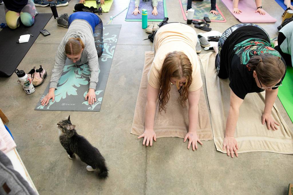 Participants go through poses as Lewis the cat wanders about during Kitten Yoga at the Everett Animal Shelter on Saturday, April 13, 2024, in Everett, Washington. (Ryan Berry / The Herald)