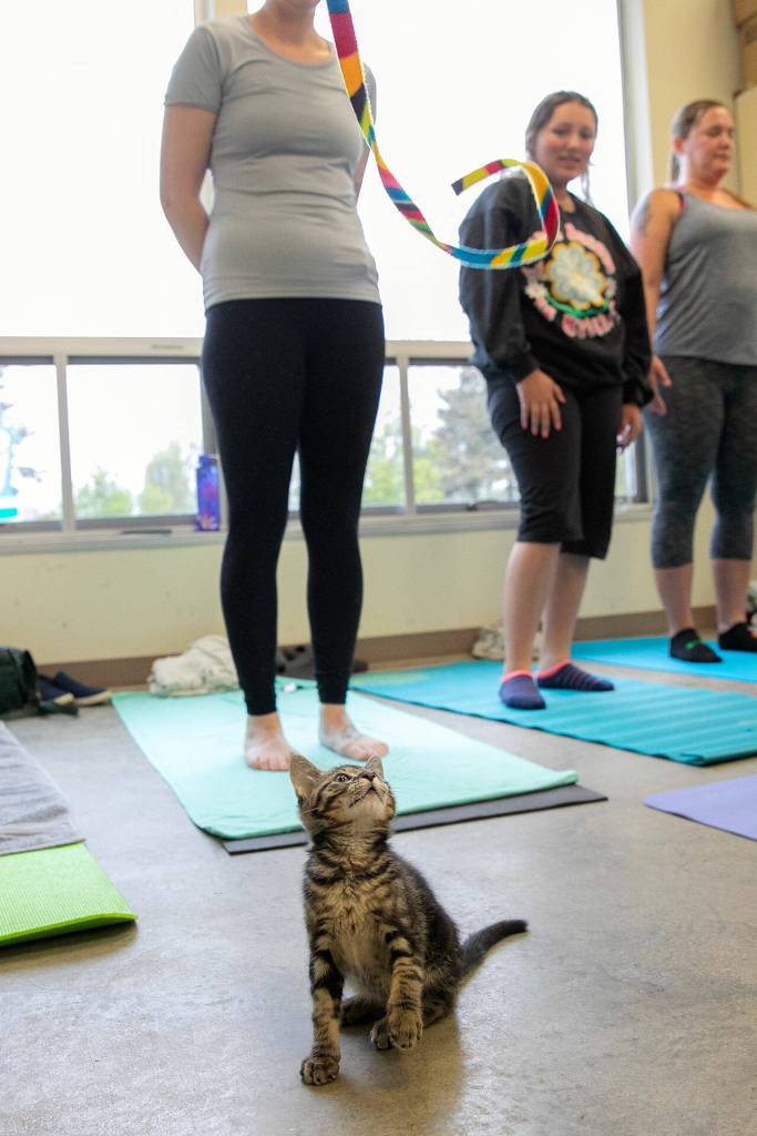 A kitten plays with a ribbon during Kitten Yoga at the Everett Animal Shelter on Saturday, April 13, 2024, in Everett, Washington. (Ryan Berry / The Herald)