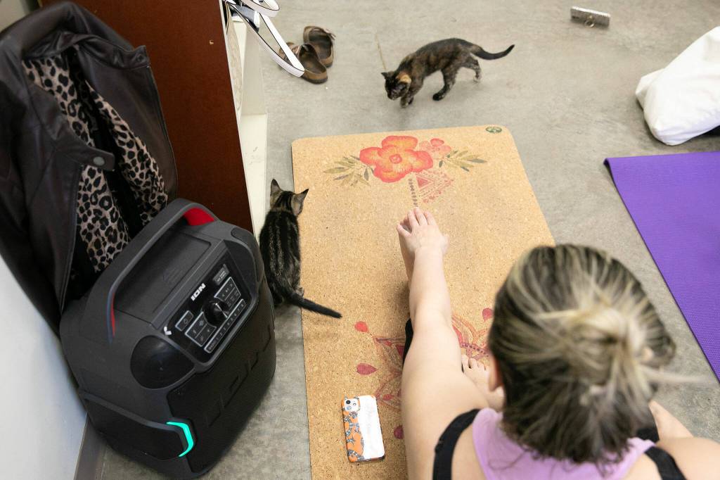 Two young kittens find the courage to sniff around during Kitten Yoga at the Everett Animal Shelter on Saturday, April 13, 2024, in Everett, Washington. (Ryan Berry / The Herald)