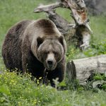 FILE - In this May 26, 2020, file photo, a grizzly bear roams an exhibit at the Woodland Park Zoo, closed for nearly three months because of the coronavirus outbreak in Seattle. Grizzly bears once roamed the rugged landscape of the North Cascades in Washington state but few have been sighted in recent decades. The federal government is scrapping plans to reintroduce grizzly bears to the North Cascades ecosystem. (AP Photo/Elaine Thompson, File)