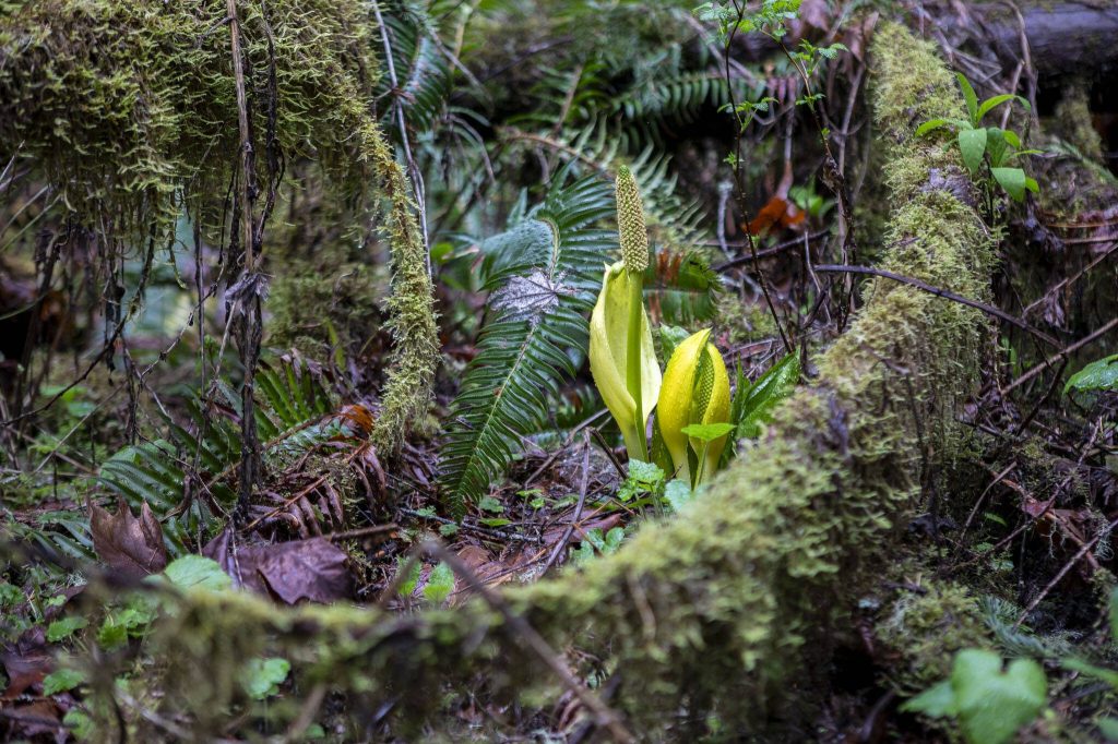 Skunk cabbage, a plant eaten by black bears, grows at Rockport State Park on Wednesday, April 3, 2024 in Rockport, Washington. (Annie Barker / The Herald)