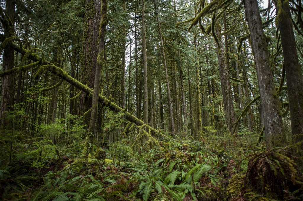 Trees and foliage grow at Rockport State Park on Wednesday, April 3, 2024 in Rockport, Washington. (Annie Barker / The Herald)