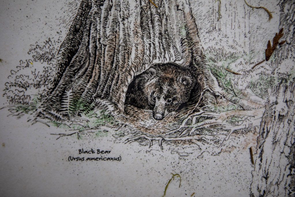 A diagram of a black bear is displayed at Rockport State Park on Wednesday, April 3, 2024 in Rockport, Washington. (Annie Barker / The Herald)