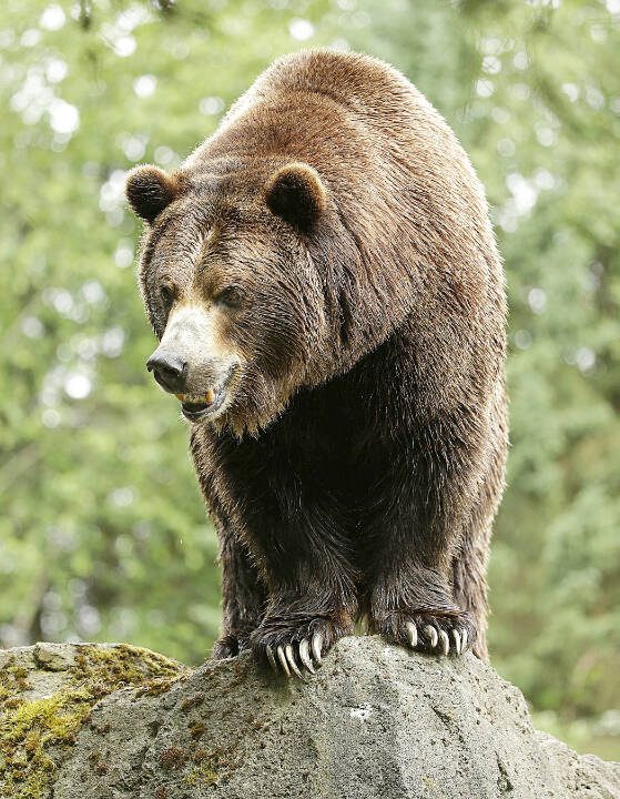 A grizzly bear at the Woodland Park Zoo waits for a salmon to be tossed to him on June 2, 2016, in Seattle. Grizzly bears once roamed the rugged landscape of the North Cascades in Washington state, but few have been sighted in recent decades. (Ted S. Warren / Associated Press File)