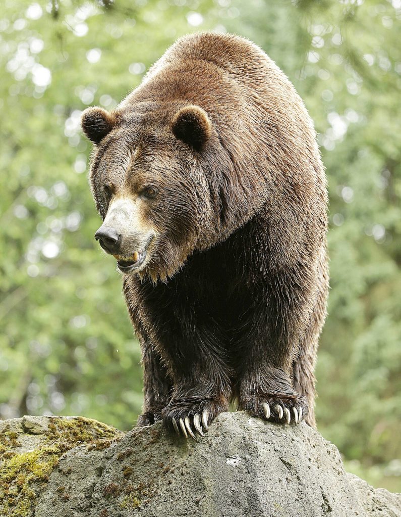 A grizzly bear at the Woodland Park Zoo waits for a salmon to be tossed to him on June 2, 2016, in Seattle. Grizzly bears once roamed the rugged landscape of the North Cascades in Washington state, but few have been sighted in recent decades. (Ted S. Warren / Associated Press File)