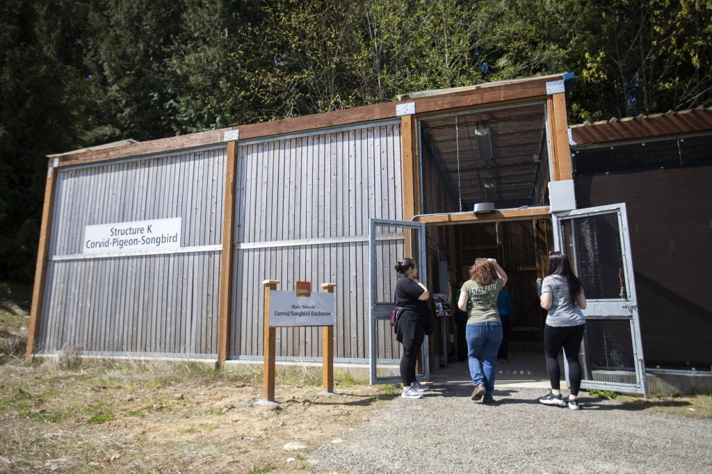The Corvid-Pidgeon-Songbird enclosure at the new PAWS Wildlife Center on Saturday, April 20, 2024 in Snohomish, Washington. (Olivia Vanni / The Herald)