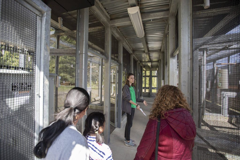 Volunteers talk about some of the new outdoor enclosures at the PAWS Wildlife Center on Saturday, April 20, 2024 in Snohomish, Washington. (Olivia Vanni / The Herald)