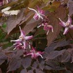 This cultivar boasts dainty spring flowers with chocolate-colored new foliage. (Richie Steffen)