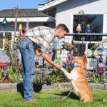 Brayden Burn shakes Tsunamis paw. Tsunami is a 2-year-old smooth sable collie, a breed that breeder Corinne Boon said is going extinct in Europe, despite being a good family and herding pet. (Luisa Loi / Whidbey News-Times)