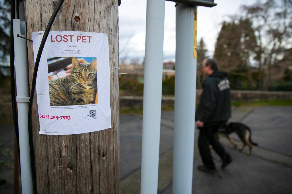 Pet detective Jim Branson and Rafael the dog pass by a poster for lost cat Lyanna on Saturday, March 2, 2024, in Everett, Washington. (Ryan Berry / The Herald)