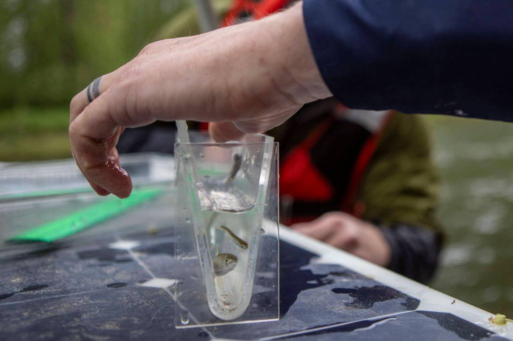 Fish biologist Kyle Legare measures salmon on a PUD smolt trap near Sportsman Park in Sultan, Washington on May 6, 2024. (Annie Barker / The Herald)