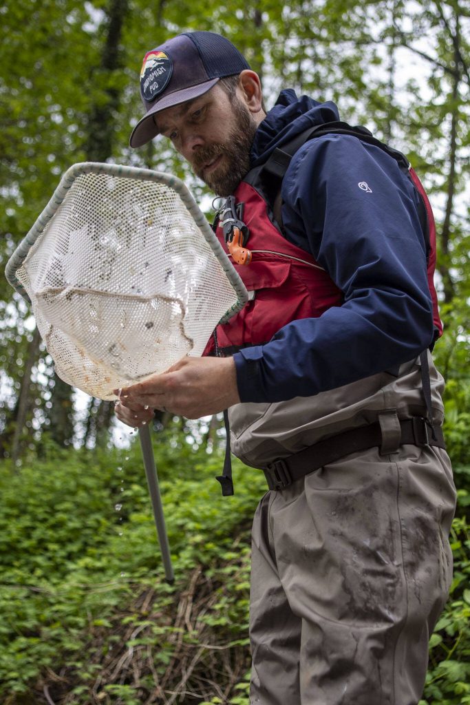 Fish biologist Kyle Legare counts salmon on a PUD smolt trap near Sportsman Park in Sultan, Washington on May 6, 2024. (Annie Barker / The Herald)