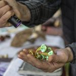 Travis Furlanic shows the fluorescent properties of sulfur tuft mushrooms during a Whidbey Wild Mushroom Tour at South Whidbey Tilth Farmers Market on Saturday, April 27, 2024 in Langley, Washington. (Annie Barker / The Herald)