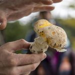 Travis Furlanic shows sunshine amanita mushrooms during a Whidbey Wild Mushroom Tour at South Whidbey Tilth Farmers Market on Saturday, April 27, 2024 in Langley, Washington. (Annie Barker / The Herald)