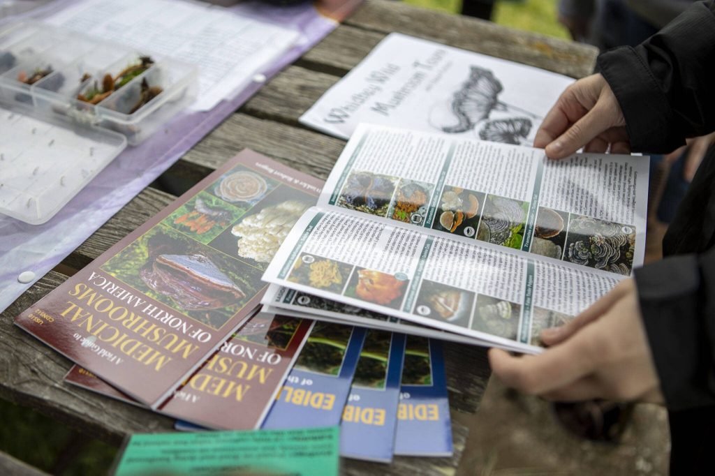 An attendee peruses information during a Whidbey Wild Mushroom Tour at South Whidbey Tilth Farmers Market on Saturday, April 27, 2024 in Langley, Washington. (Annie Barker / The Herald)