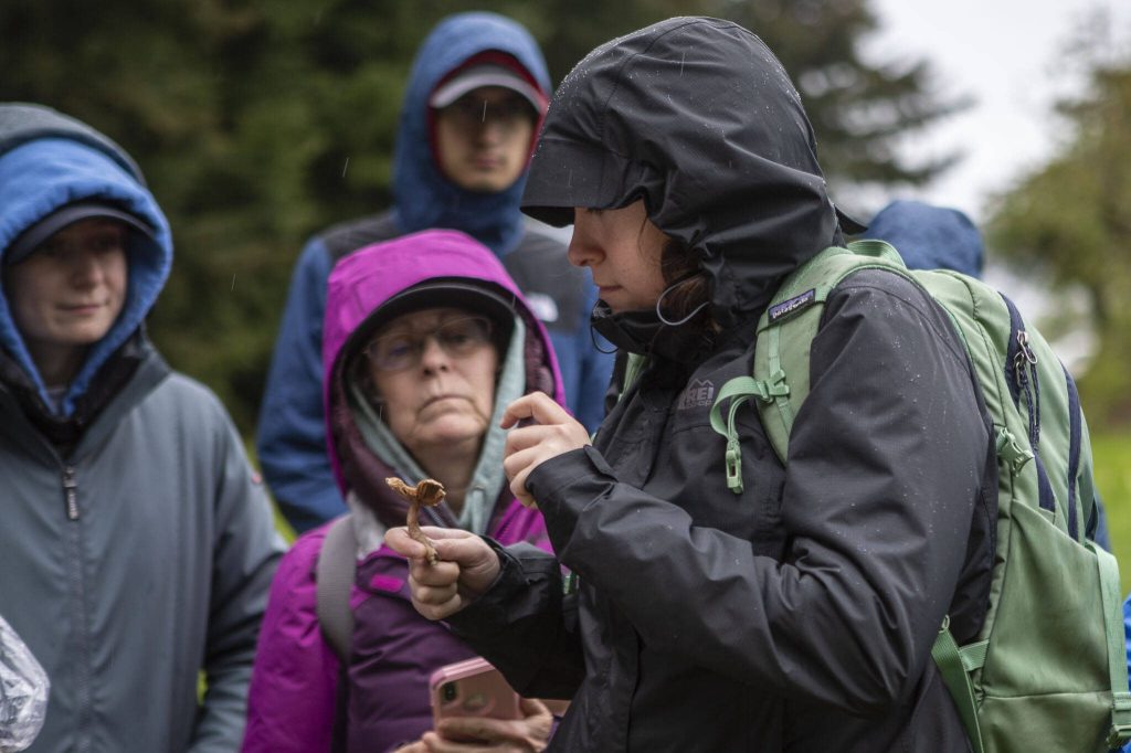 Brittany Ater finds a mushroom during a Whidbey Wild Mushroom Tour at Saratoga Woods County Park on Saturday, April 27, 2024 in Langley, Washington. (Annie Barker / The Herald)