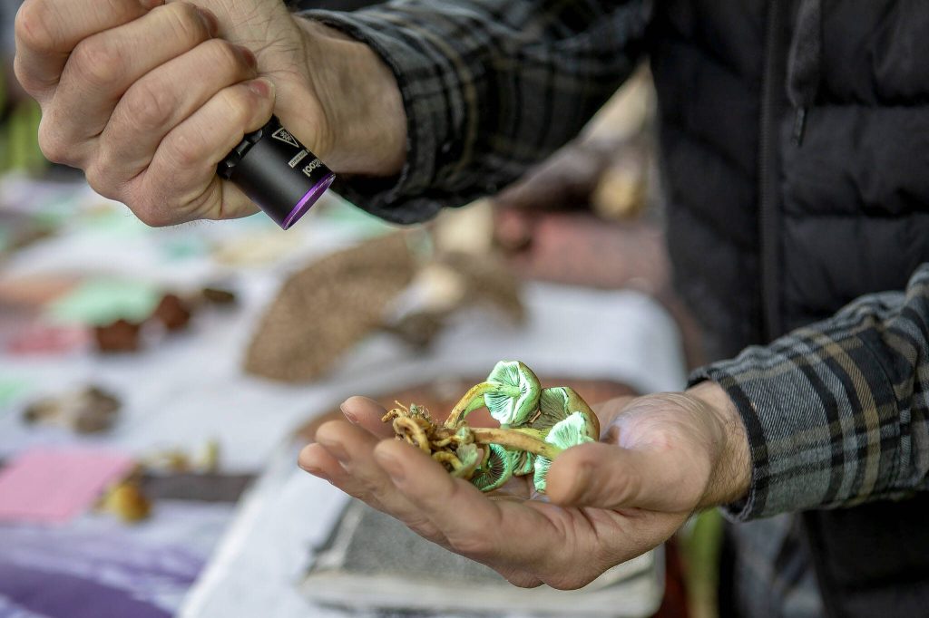Travis Furlanic shows the fluorescent properties of sulfur tuft mushrooms during a Whidbey Wild Mushroom Tour at South Whidbey Tilth Farmers Market on Saturday, April 27, 2024 in Langley, Washington. (Annie Barker / The Herald)