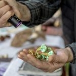 Travis Furlanic shows the fluorescent properties of sulfur tuft mushrooms during a Whidbey Wild Mushroom Tour at Tilth Farmers Market on Saturday, April 27, 2024 in Langley, Washington. (Annie Barker / The Herald)