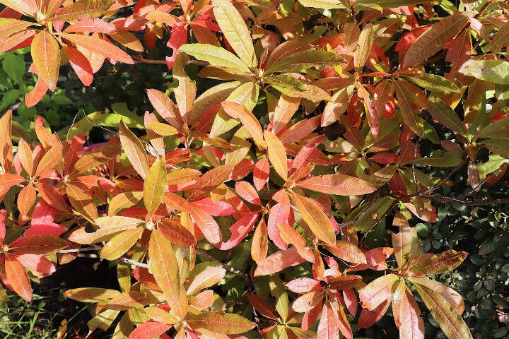 The leaves of a deciduous azalea plant change colors in autumn. (Getty Images)