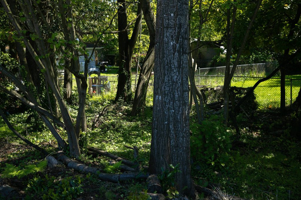 Backyards are seen through a small patch of woods on the site of a proposed park at the intersection of Holly Drive and 100th Street SW on Thursday, May 2, 2024, in Everett, Washington. (Ryan Berry / The Herald)