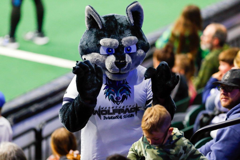Apollo the wolf makes an appearance during the Washington Wolfpacks inaugural home opener against Billings on Sunday, May 5, 2024, a Angel of the Winds Arena in Everett, Washington. (Ryan Berry / The Herald)