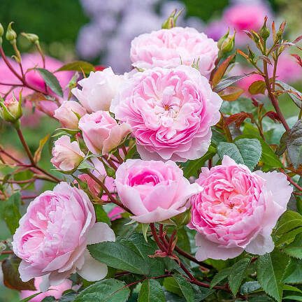 Silas Marner is an English shrub rose bred by David Austin. (David Austin via Sunnyside Nursery)