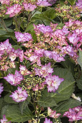 Seaside Serenade Crystal Cove hydrangea from Monrovia sports lacecap blooms with deep purple-blue edges. (Monrovia via Sunnyside Nursery)