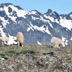 Mountain goats graze in the alpine of the Buckhorn Wilderness in the Olympic Mountains in July 2017. (Caleb Hutton / The Herald)