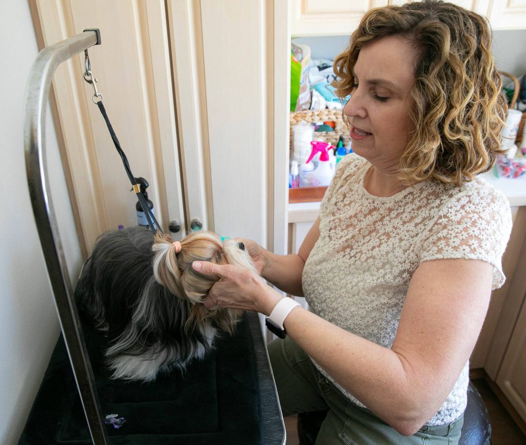 Kathy West places Pippin on a grooming table to put a bow in her hair on Monday, May 20, 2024, at Wests home in Marysville, Washington. (Ryan Berry / The Herald)