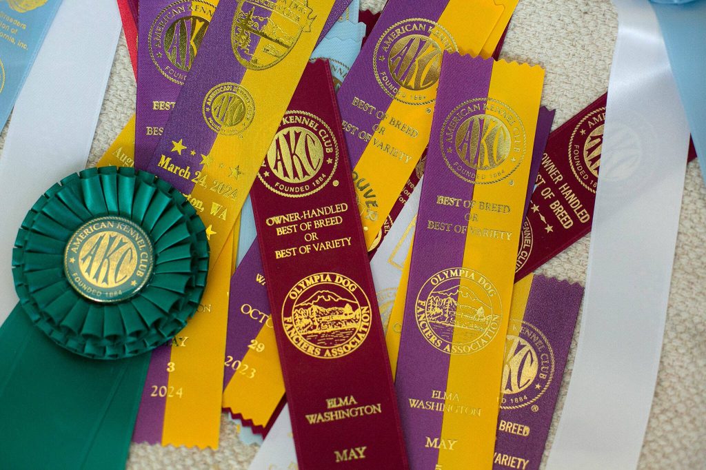 A few of Pippin the Biewer Terrier and owner Kathy Wests ribbons are laid out on a table on Monday, May 20, 2024, in Marysville, Washington. Pippin has won a number of awards, including best of opposite sex for her breed at Westminster. (Ryan Berry / The Herald)
