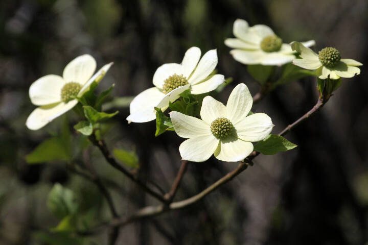 A wild Pacific dogwood is seen in Western Washington. (Getty Images)