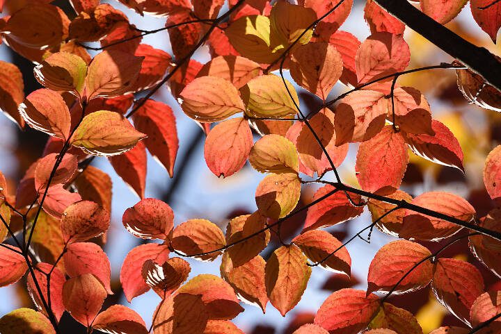 Autumn leaves are seen on a Korean dogwood. (Getty Images)