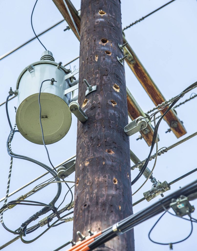Holes visible on a power line pole along 103rd Avenue SE on Friday, May 31, 2024 in Lake Stevens, Washington. (Olivia Vanni / The Herald)