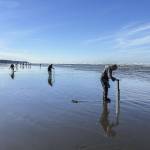 The best time to dig for razor clams is about two hours before or after low tide. On March 14, Mocrocks Beach in Moclips, Washington, had a -0.3 tide at 10:12 a.m. By 9 a.m. the beach swarmed with clammers thumping their digging tubes against the sand to stir the razor clams into showing where they were hiding. (Brenda Mann Harrison / Special to The Herald)