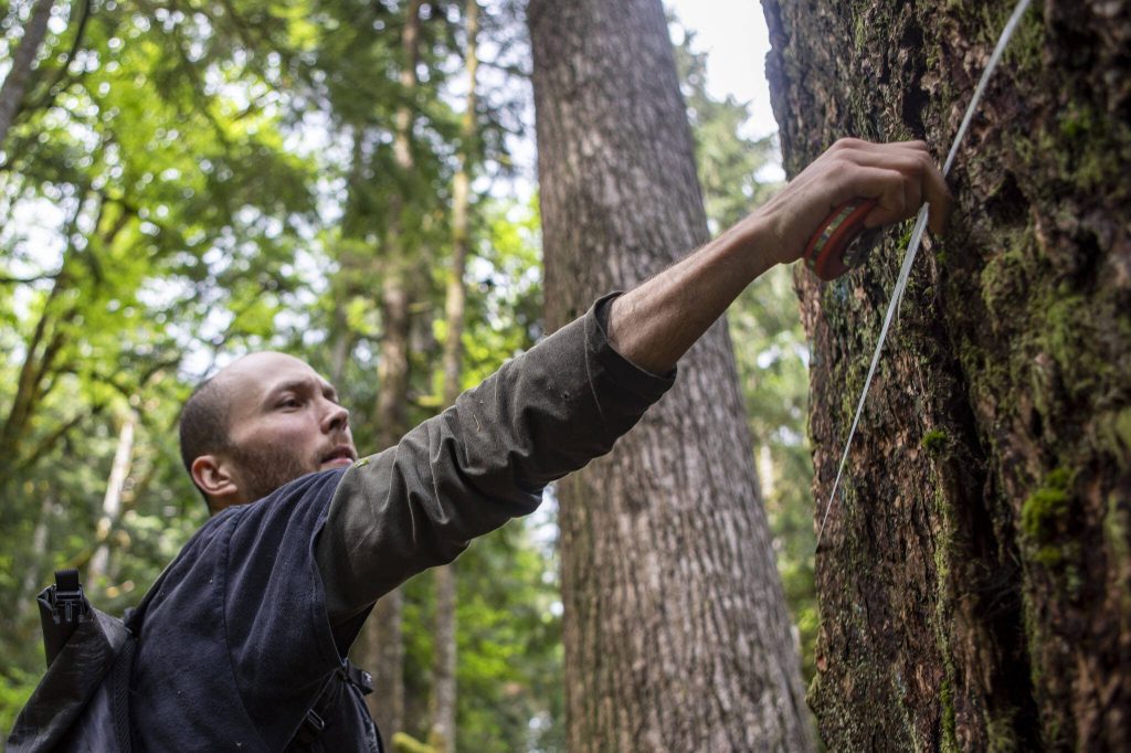 Kyle Krakow with the Legacy Forest Defense Coalition measures an old growth tree near the Ridge Ender timber sale in Sultan, Washington on Thursday, May 23, 2024. (Annie Barker / The Herald)