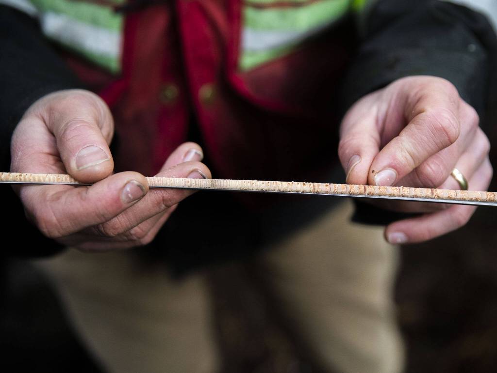Jack Armstrong counts tree rings from the core sample of a tree near the Stilly Revisited timber sale on Wednesday, May 29, 2024 in Arlington, Washington. (Olivia Vanni / The Herald)