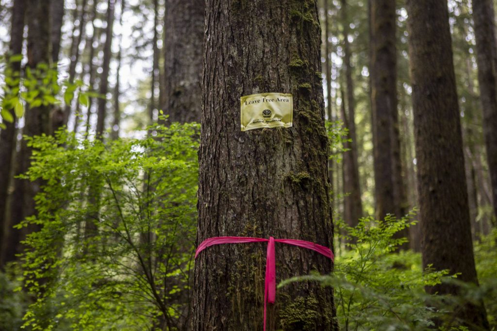 A Leave Tree Area sign is posted on a tree at the Ridge Ender timber sale in Sultan, Washington on Thursday, May 23, 2024. (Annie Barker / The Herald)