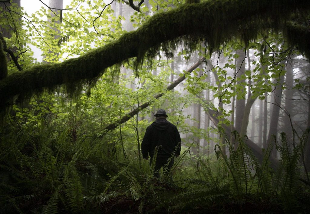 Mark Arneson, Department of Natural Resources cascade district manager, walks through a portion of the Stilly Revisited timber sale on Wednesday, May 29, 2024 in Arlington, Washington. (Olivia Vanni / The Herald)