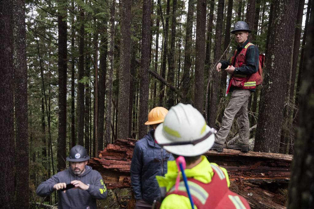 Bailey Vos, a pre-sales forester, stands on a fallen tree in the Stilly Revisited timber sale on Wednesday, May 29, 2024 in Arlington, Washington. (Olivia Vanni/ The Herald)