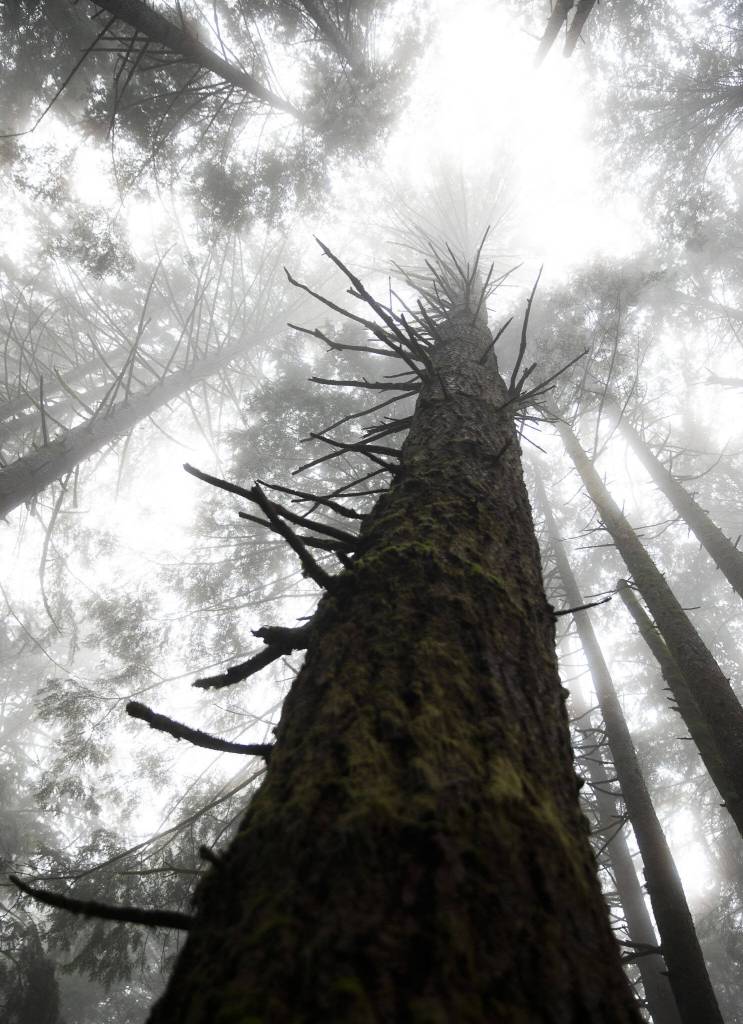 Fog rolls in to a portion of the Stilly Revisited timber sale on Wednesday, May 29, 2024 in Arlington, Washington. (Olivia Vanni / The Herald)