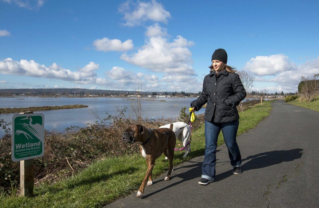 Enjoying the sun after many cloudy days, Ashley Ferris walks her two boxers along the east side of the Ebey Waterfront Trail overlooking the restored Qwuloolt Estuary on Monday, Feb. 26, 2018 in Marysville, Wa. (Andy Bronson / The Herald)