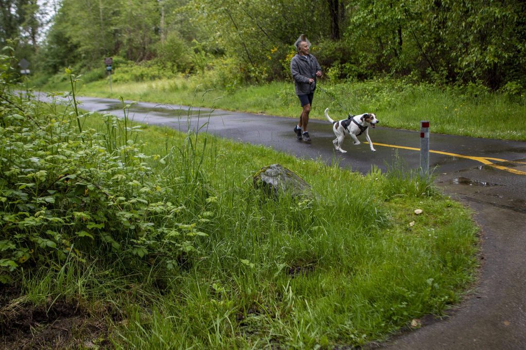 A person walks their dog at the Centennial Trail Rhododendron Trailhead in Lake Stevens, Washington on Sunday, May 19, 2024. (Annie Barker / The Herald)